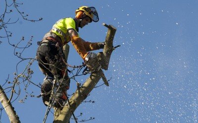 elagage et ouais.jpg